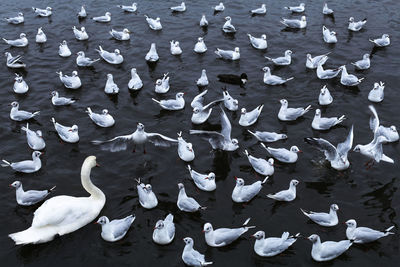 Flock of birds swimming