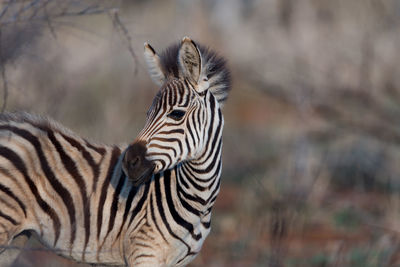 Close-up of a zebra