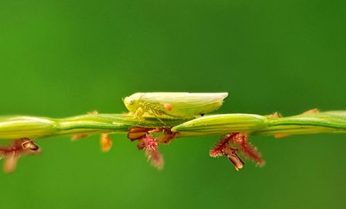 Close-up of insect on flower