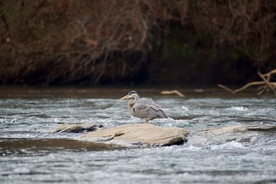 Bird perching on rock over lake