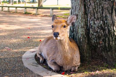 Portrait of sheep on tree trunk