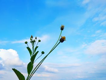 Low angle view of flowering plant against blue sky