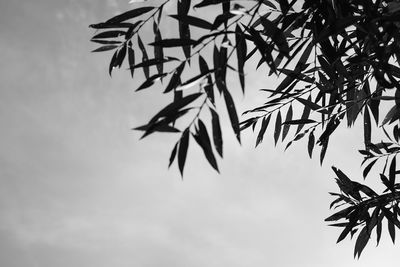 Low angle view of leaves on tree against sky