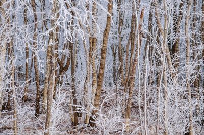 Close-up of pine trees in forest during winter