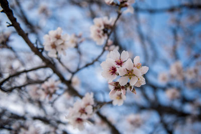 Close-up of white cherry blossom tree