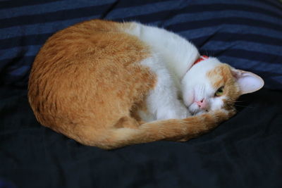High angle view of ginger cat sleeping on bed