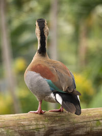 Close-up of bird perching on wood