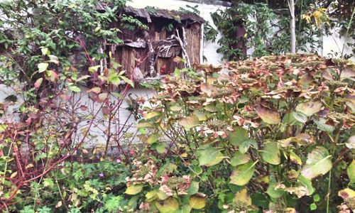 Plants growing on a tree