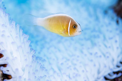 Close-up of fish swimming in aquarium