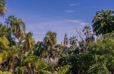 Palm trees against sky