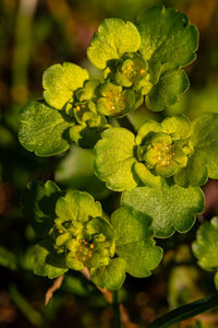 Close-up of green leaves on plant