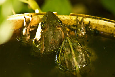 Close-up of frog on leaf