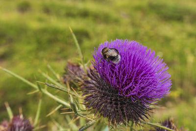 Close-up of honey bee on thistle