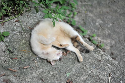 High angle view of cat