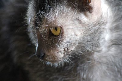 Close-up portrait of a cat