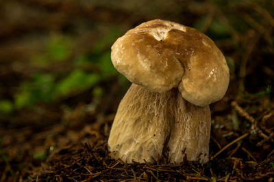 Close-up of mushroom growing in forest