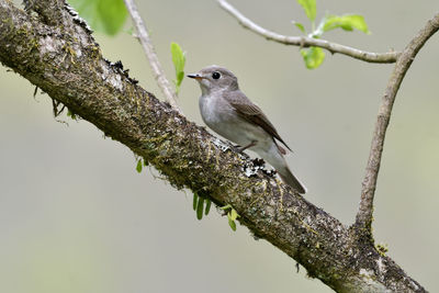 Close-up of bird perching on branch