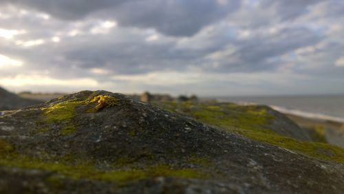 Close-up of lizard by sea against sky