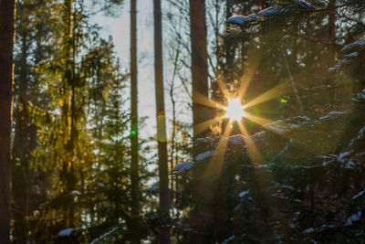 Close-up of snow on trees in forest during winter