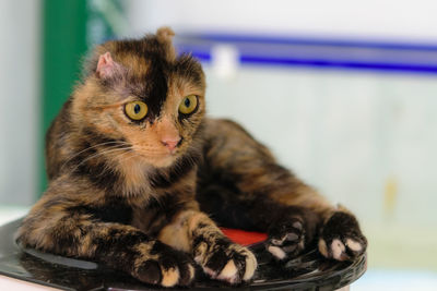 Portrait of kitten relaxing at home