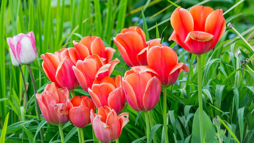 Close-up of tulips blooming on field