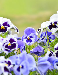 Close-up of purple flowering plants