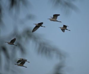 Low angle view of birds flying in sky