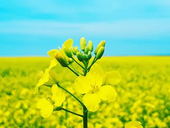 Yellow flowering plant in field