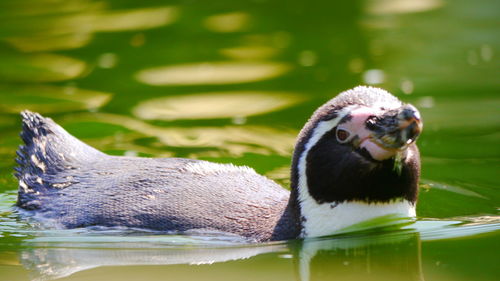 Close-up of duck swimming in lake
