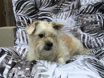 Portrait of dog relaxing on bed