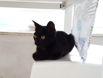 Close-up of black cat sitting on floor