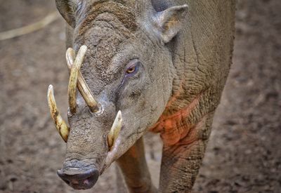 Close-up of a babirusa