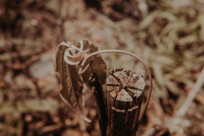 Close-up of dried plant on field