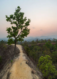 Tree by river against sky