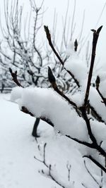 Close-up of frozen bird during winter