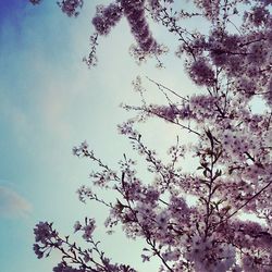 Low angle view of flowers blooming on tree