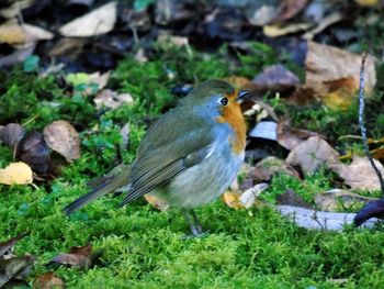 Close-up of bird perching on grass