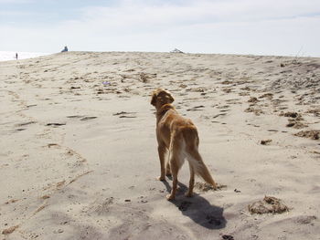 Dog with dog in background