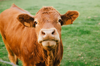 Limousin cow looking at the camera