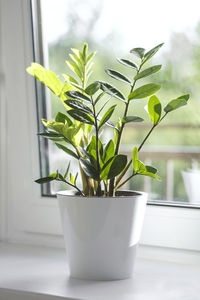 Close-up of potted plant on window sill