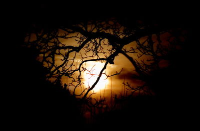 Bare trees against sky at sunset