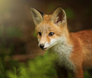 Close-up of fox on field