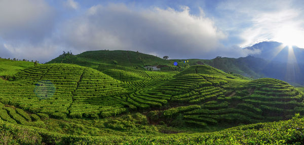 Tea plantation