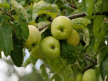 Close-up of apples on tree