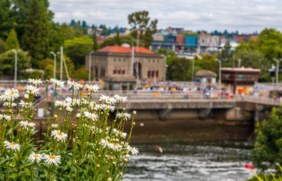 Flowering plants by river in city against sky