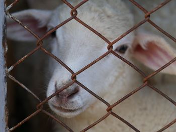 Close-up of chainlink fence in cage at zoo