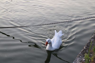 High angle view of swan swimming in lake