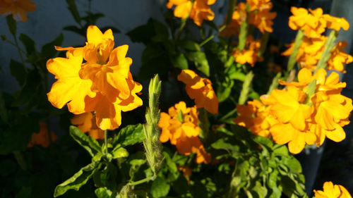 Close-up of yellow marigold flowers