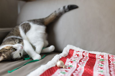 Domestic cat playing with ribbon on leather couch. christmas time