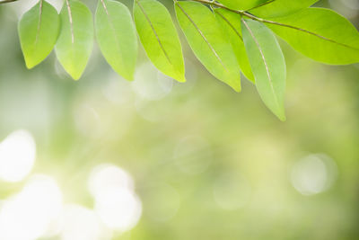 Close-up of plant leaves